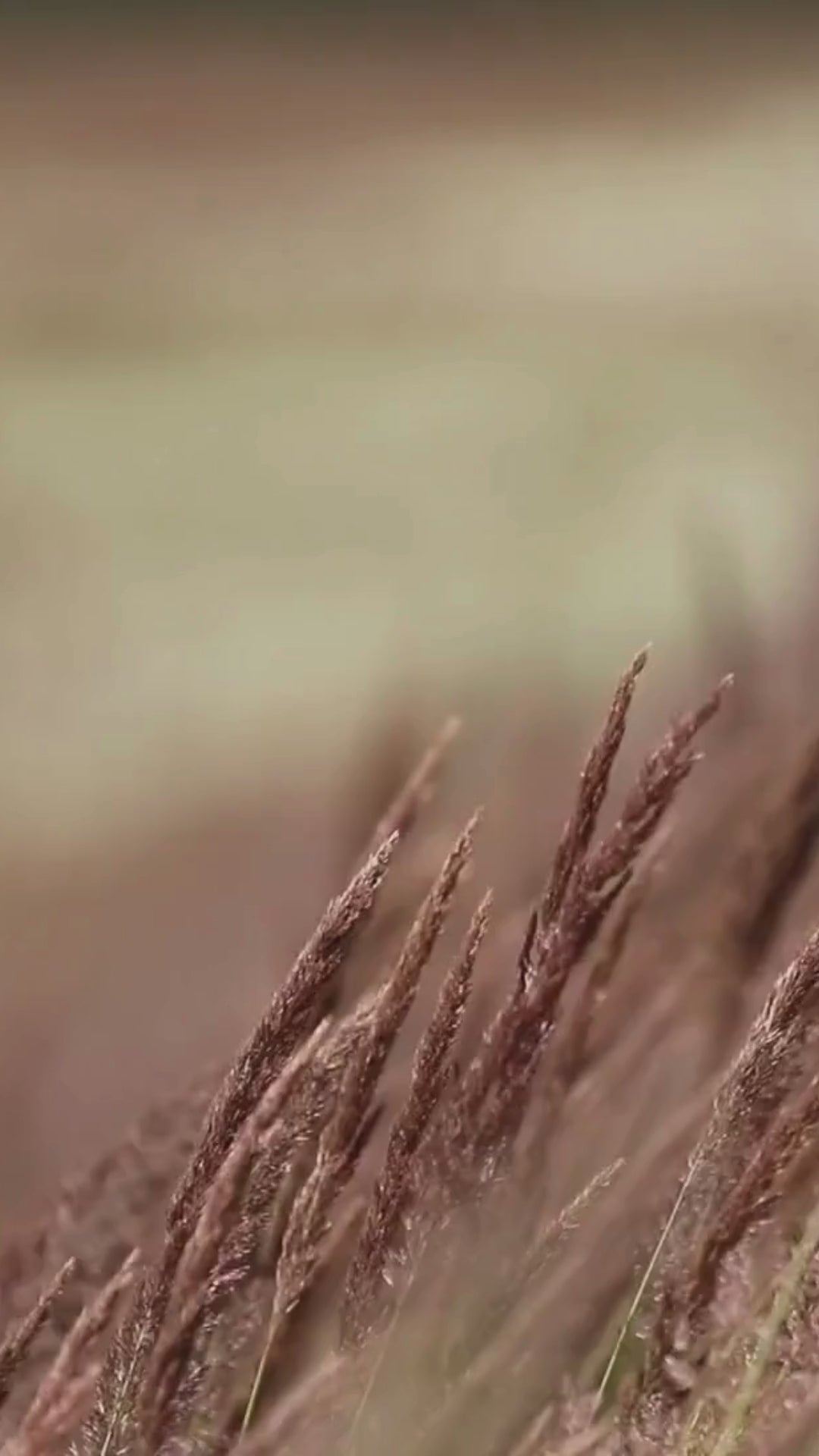 Blades of Grass Meditation